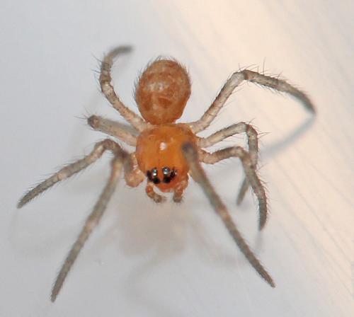 Steatoda sp.